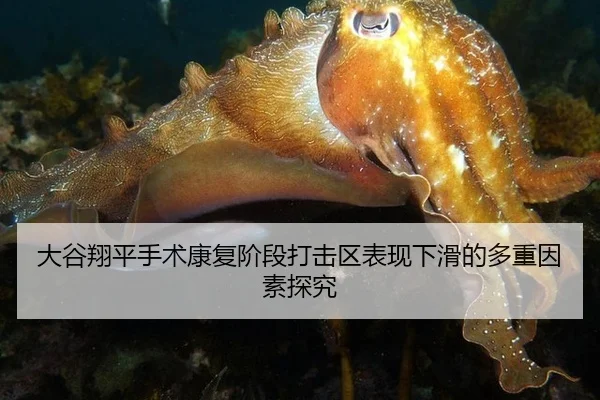 大谷翔平手术康复阶段打击区表现下滑的多重因素探究